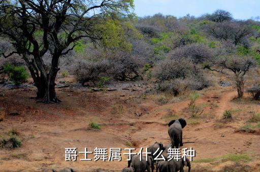 爵士舞属于什么舞种