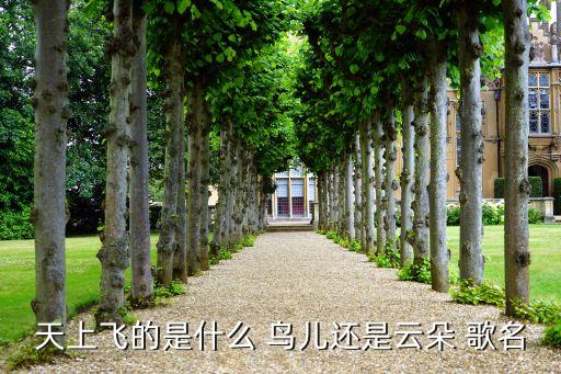 天上飞的是什么 鸟儿还是云朵 歌名