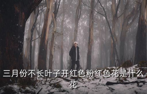 三月份不长叶子开红色粉红色花是什么花