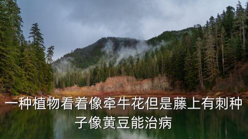 蓝飞燕植物能治什么病，一种植物看着像牵牛花但是藤上有刺种子像黄豆能治病