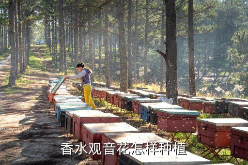 香水观音花怎样种植