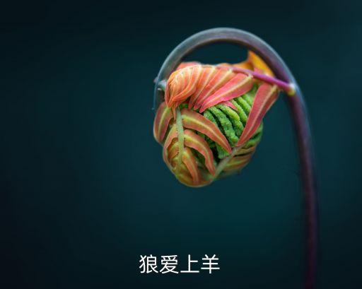 狼爱上羊广场舞分解，狼爱上羊