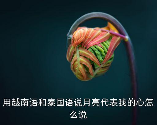 月亮代表我的心用傈僳话怎么说，你问我爱你有多少深月亮代表我的心这句话是什么意思