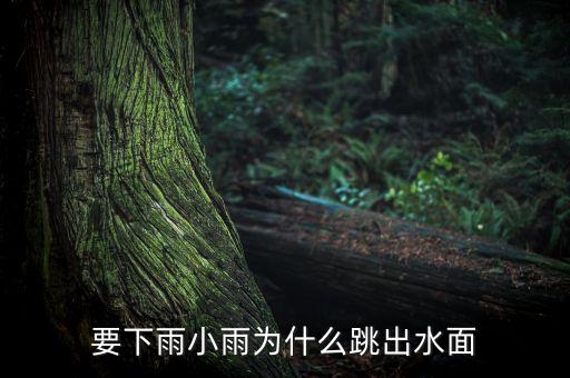 要下雨小雨为什么跳出水面