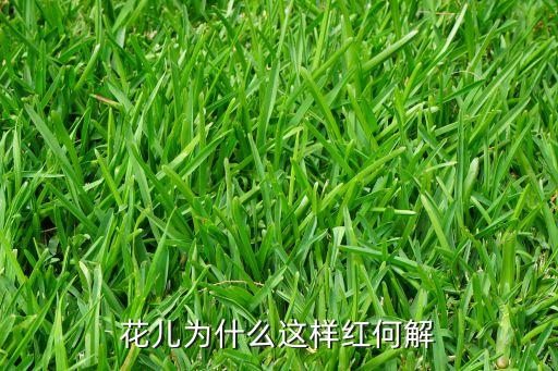 花儿为什么这样红何解