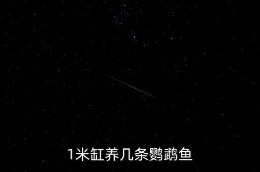 1米缸养几条鹦鹉鱼