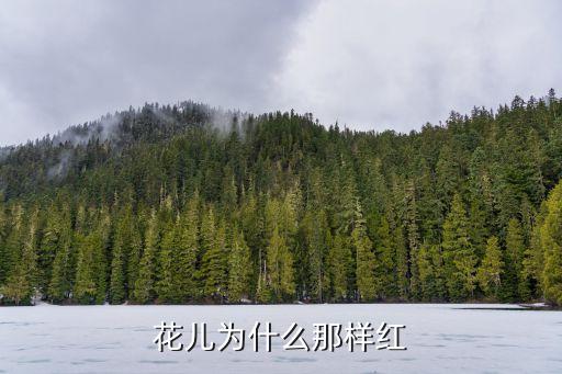 花儿为什么那样红