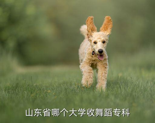 山东有什么舞蹈艺术类大学，山东省有哪些学校招收体育舞蹈这个专业