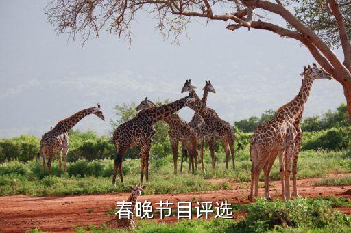 春晚节目评选