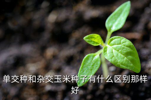 玉米情缘 是什么，玉米朊是什么