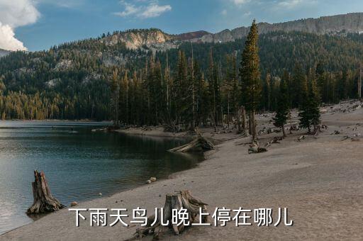燕子晚上藏在哪里，燕子喜欢住在什么地方