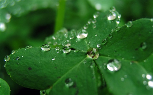 锦绣舞蹈教学视频,水浒传:盛开花朵像锦绣覆盖整片森林